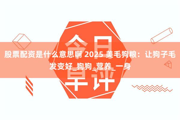 股票配资是什么意思啊 2025 美毛狗粮：让狗子毛发变好_狗狗_营养_一身